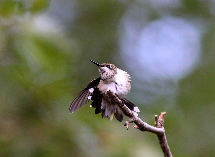 IMG_0116 - Ruby-throated Hummingbird Photograph by Travis Truelove