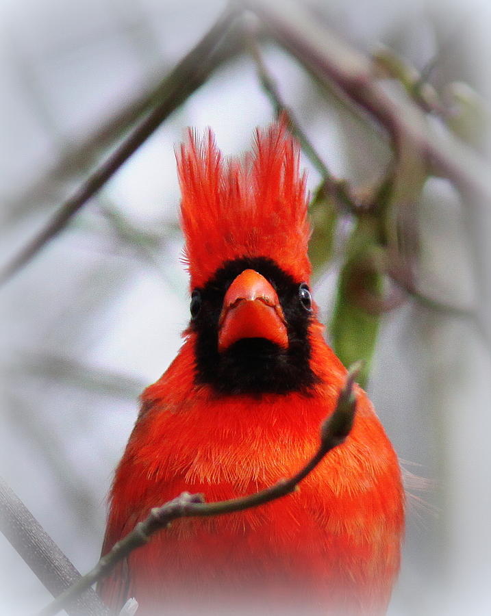IMG_0127-001 - Northern Cardinal Photograph by Travis Truelove