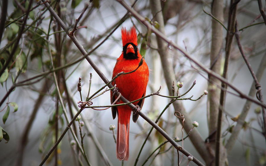 IMG_0127-004 - Northern Cardinal Photograph by Travis Truelove