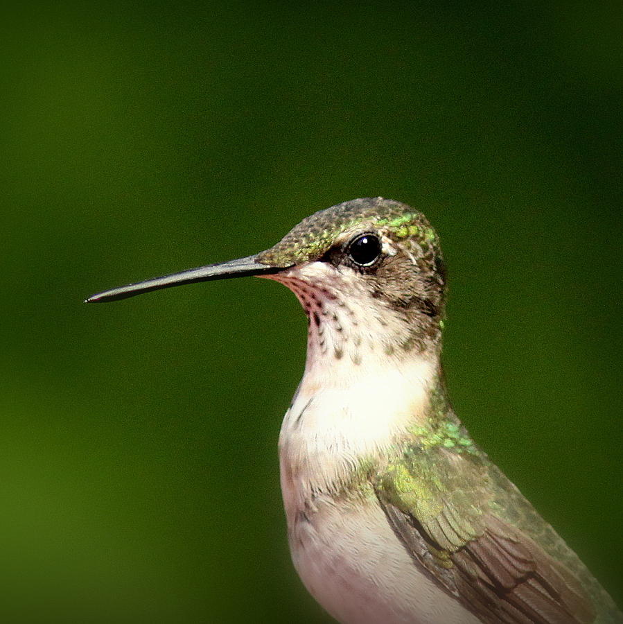 IMG_0133-012 - Ruby-throated Hummingbird Photograph by Travis Truelove
