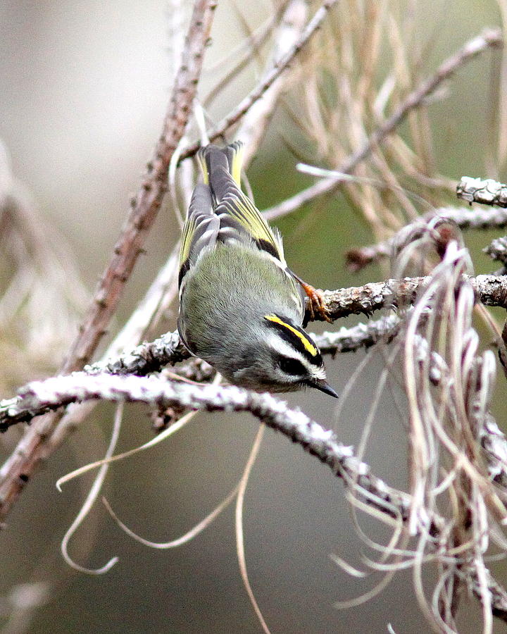IMG_0153-001 - Golden-crowned Kinglet Photograph by Travis Truelove