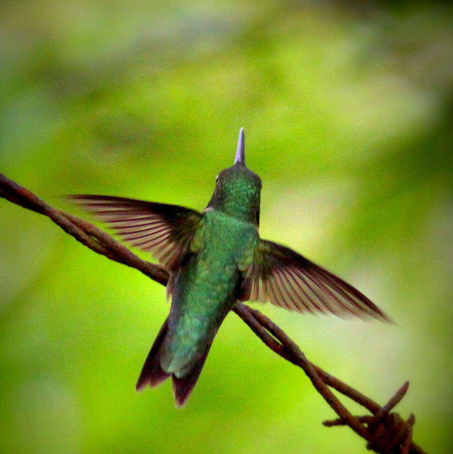 IMG_0162 - Ruby-throated Hummingbird Photograph by Travis Truelove