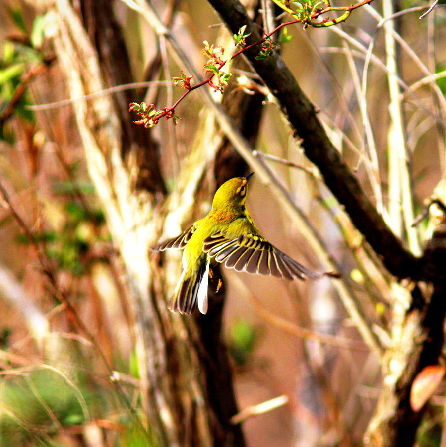 IMG_018-020 - Yellow Warbler Photograph by Travis Truelove