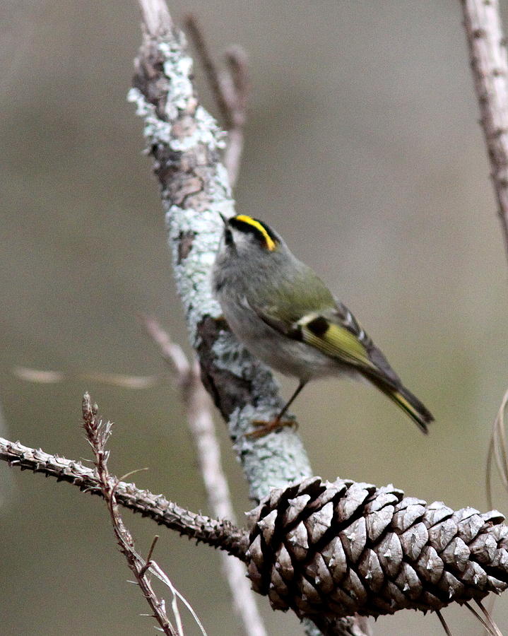 IMG_0180-001 - Golden-crowned Kinglet Photograph by Travis Truelove