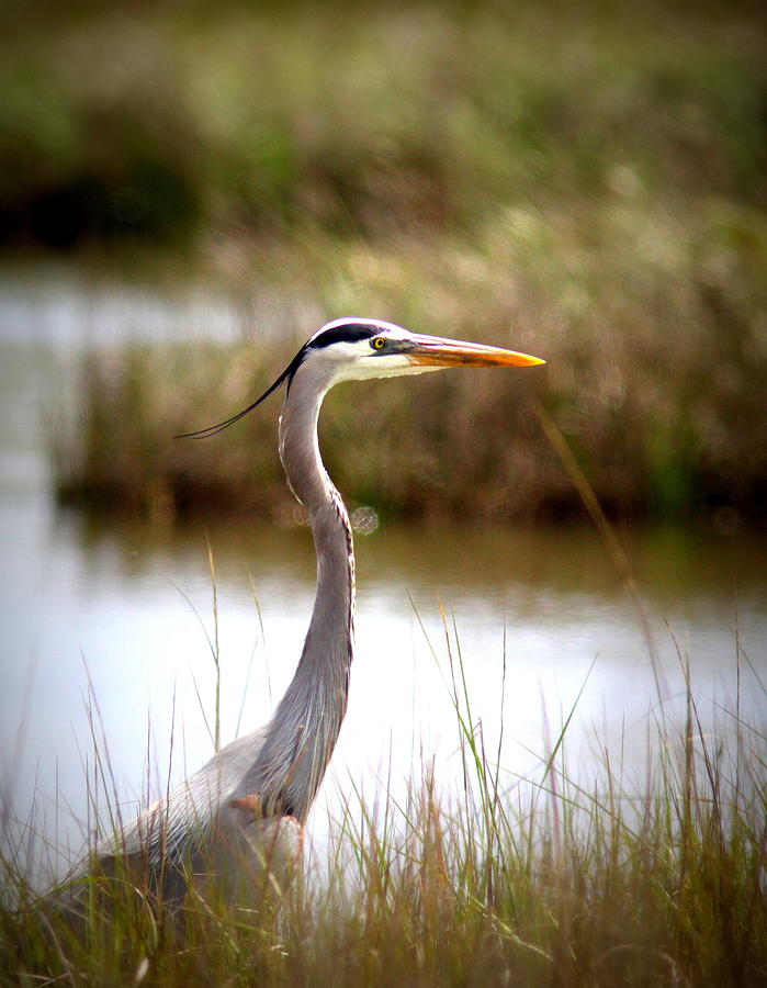 IMG_0196-001 - Great Blue Heron Photograph by Travis Truelove
