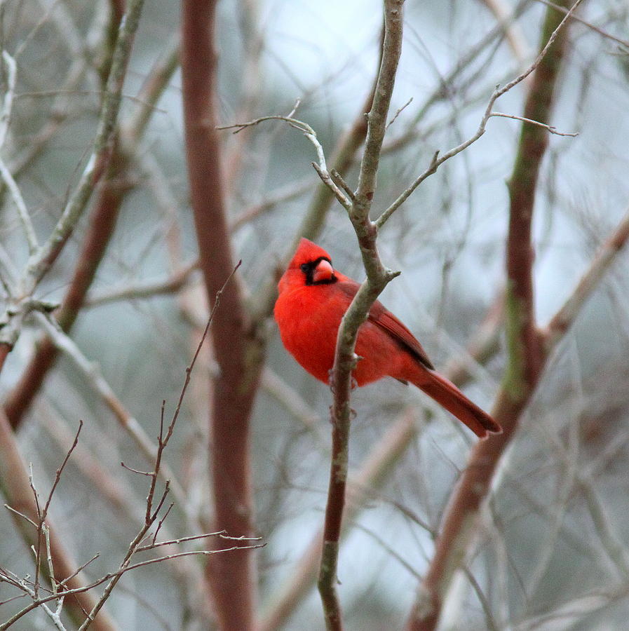 IMG_0197-002 - Northern Cardinal Photograph by Travis Truelove