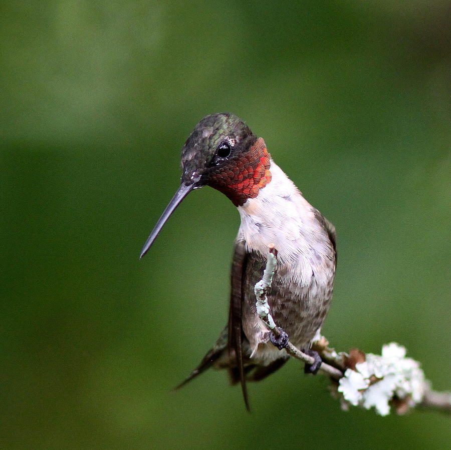 IMG_0211-008 - Ruby-throated Hummingbird Photograph by Travis Truelove