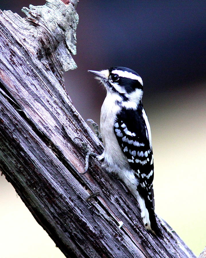 IMG_0227 - Downy Woodpecker Photograph by Travis Truelove