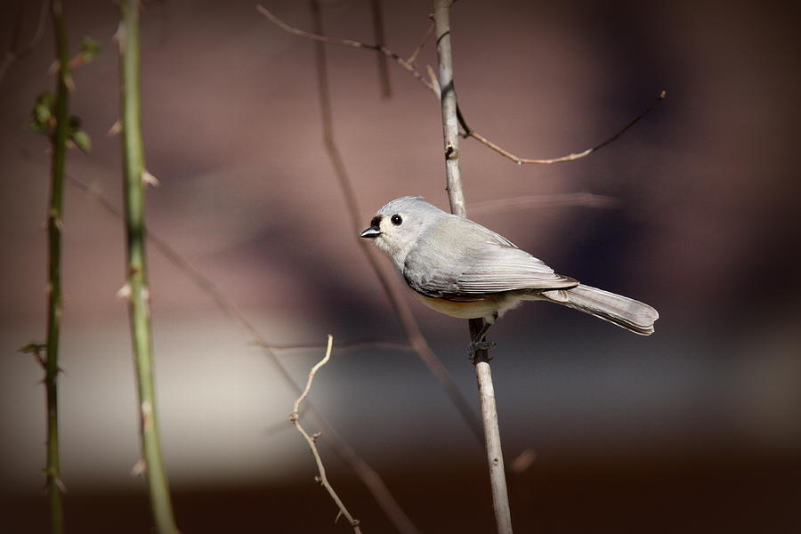 IMG_0247-002 - Tufted Titmouse Photograph by Travis Truelove