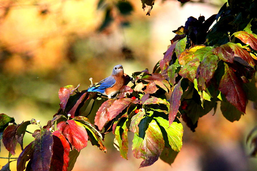 IMG_0262-002 - Eastern Bluebird Photograph by Travis Truelove