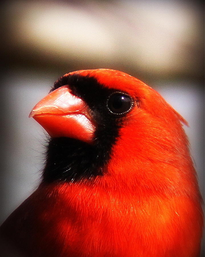 IMG_0269 - Northern Cardinal Photograph by Travis Truelove