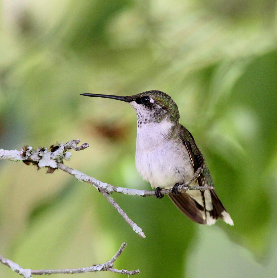IMG_0296-015 - Ruby-throated Hummingbird Photograph by Travis Truelove
