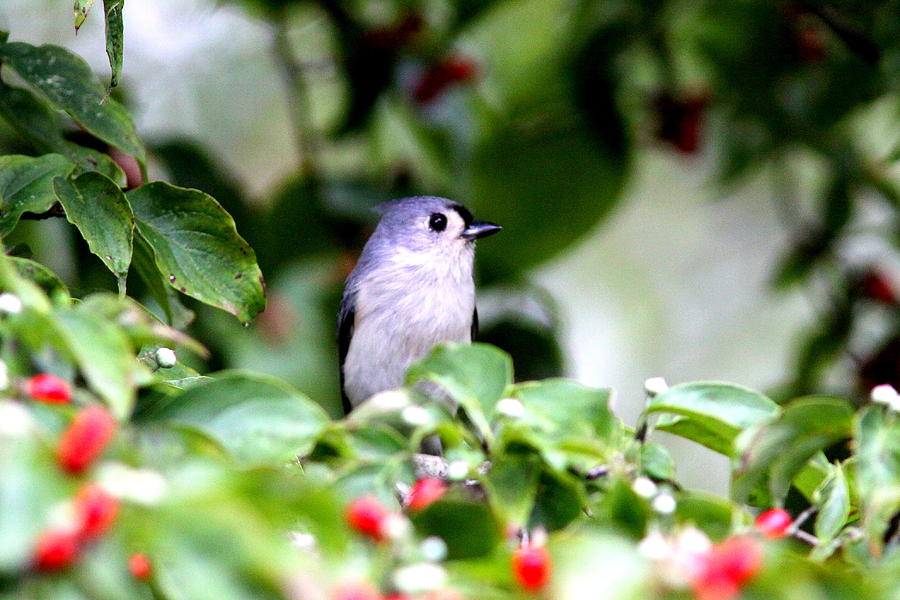 IMG_0304 - Tufted Titmouse Photograph by Travis Truelove
