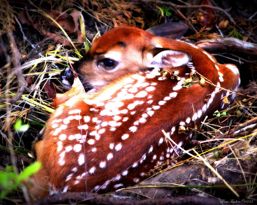 IMG_0333 - White-tailed Fawn Photograph by Travis Truelove