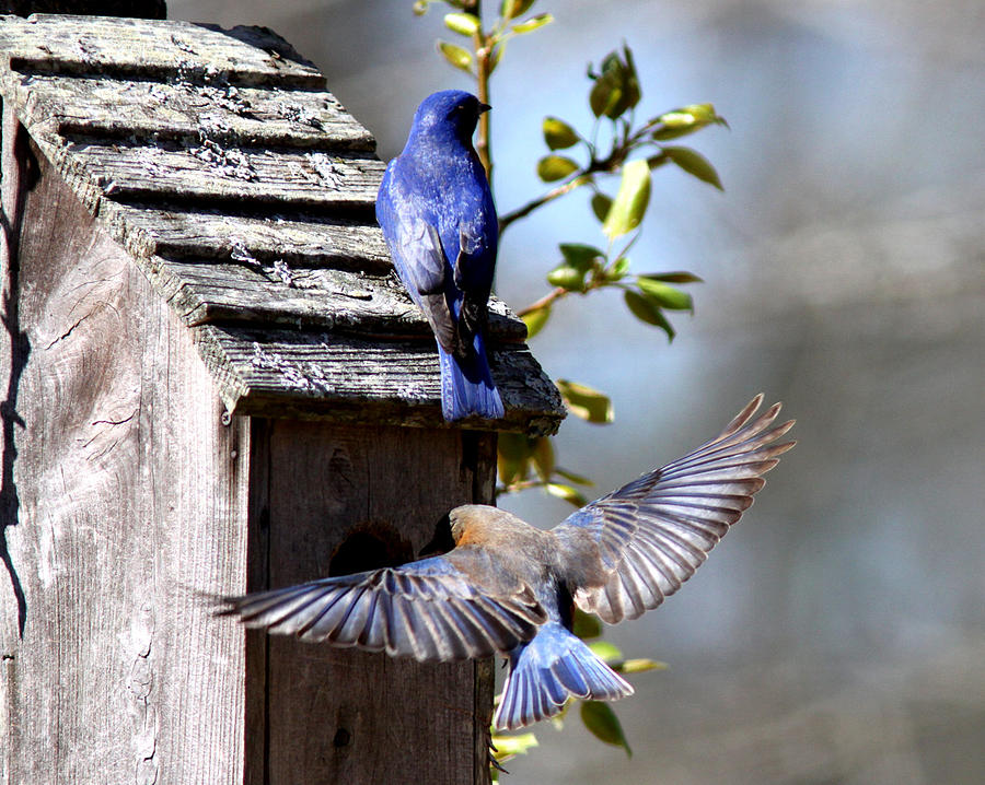 IMG_0339 - Eastern Bluebird Photograph by Travis Truelove