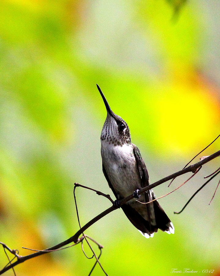 Img_0342 - Ruby-throated Hummingbird Photograph