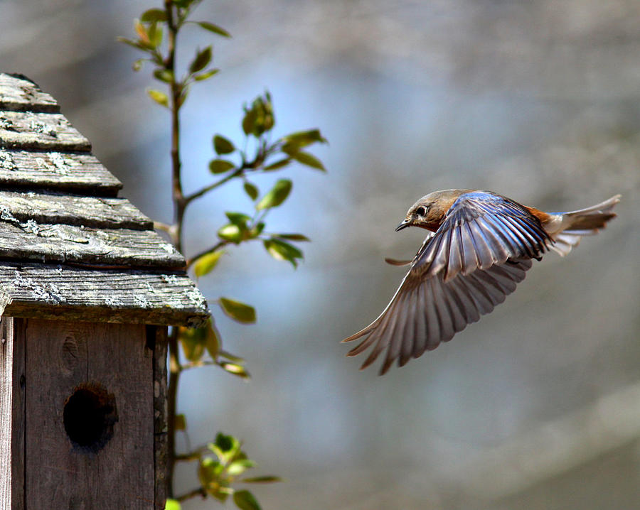 IMG_0345 - Eastern Bluebird Photograph by Travis Truelove