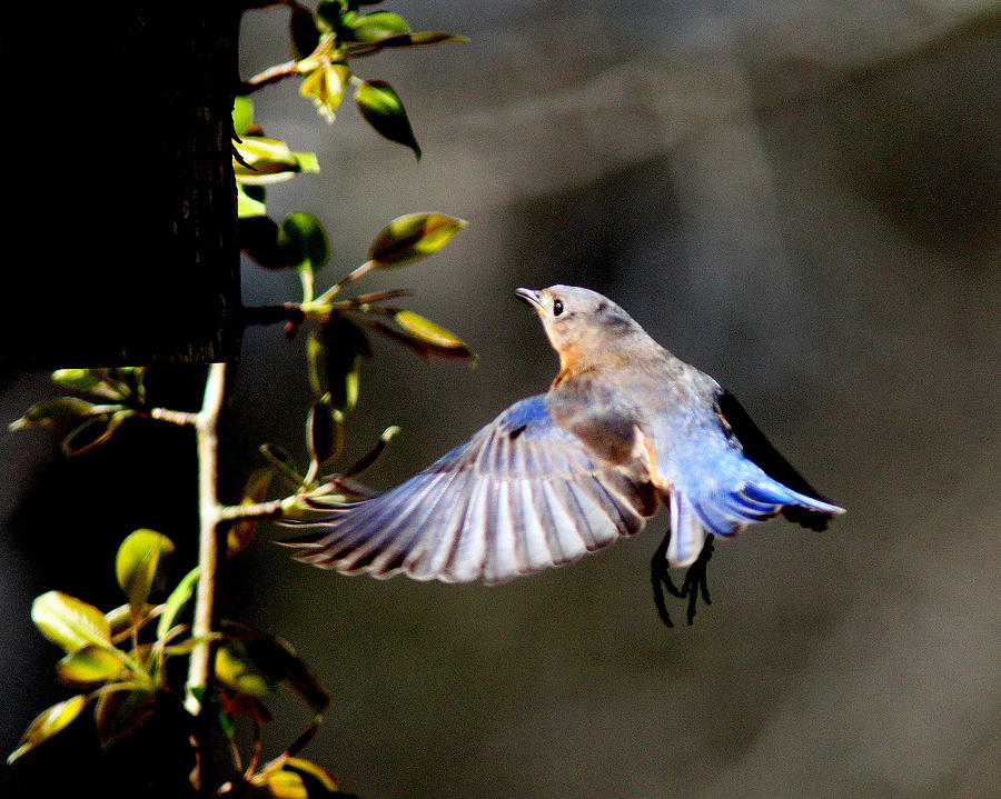 IMG_0352 - Eastern Bluebird Photograph by Travis Truelove