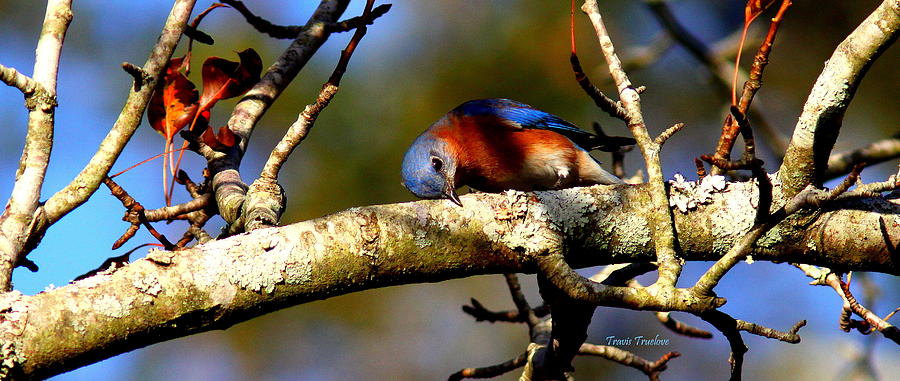 IMG_0363-005 - Eastern Bluebird Photograph by Travis Truelove