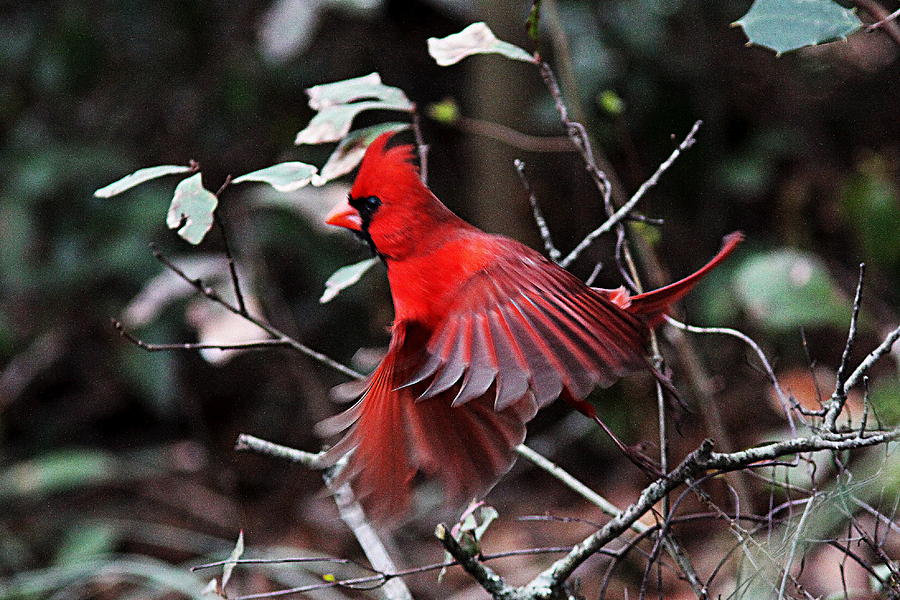 IMG_0371-004 - Northern Cardinal Photograph by Travis Truelove