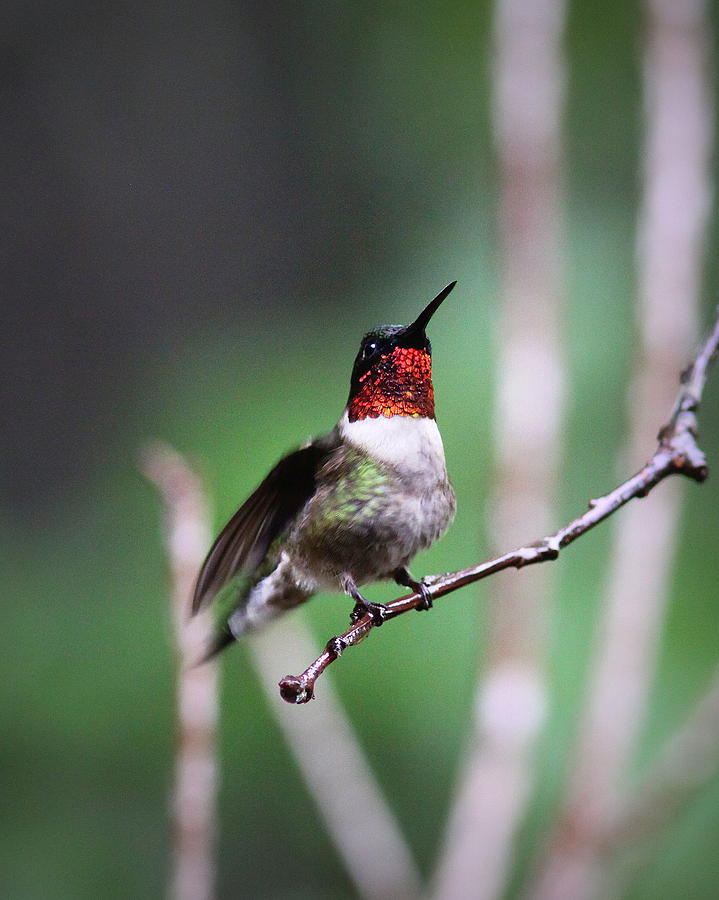 IMG_0384 - Ruby-throated Hummingbird Photograph by Travis Truelove