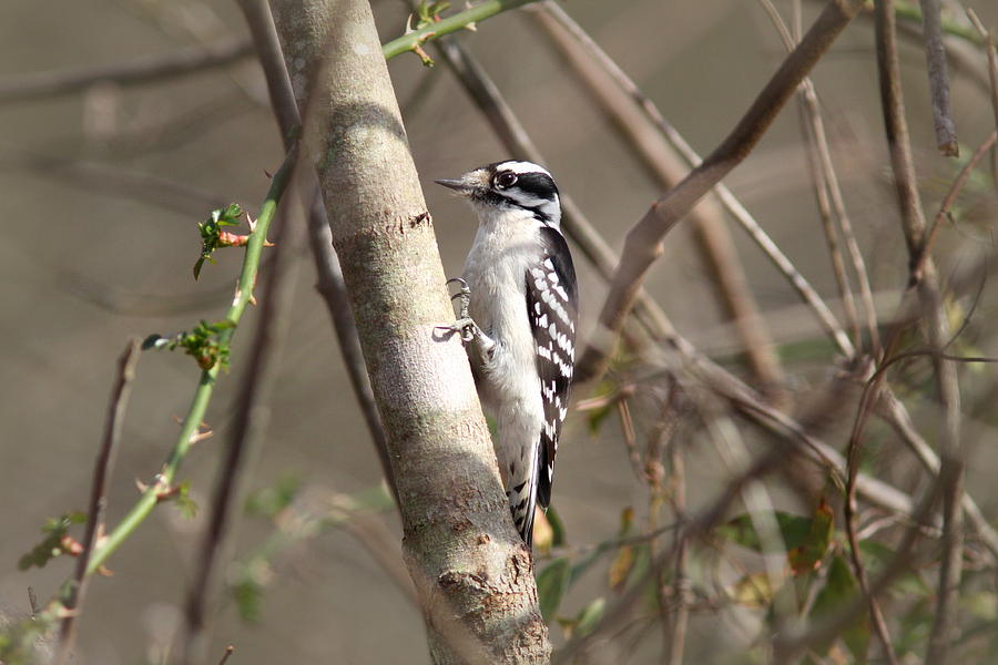 IMG_0387-002 - Downy Woodpecker Photograph by Travis Truelove