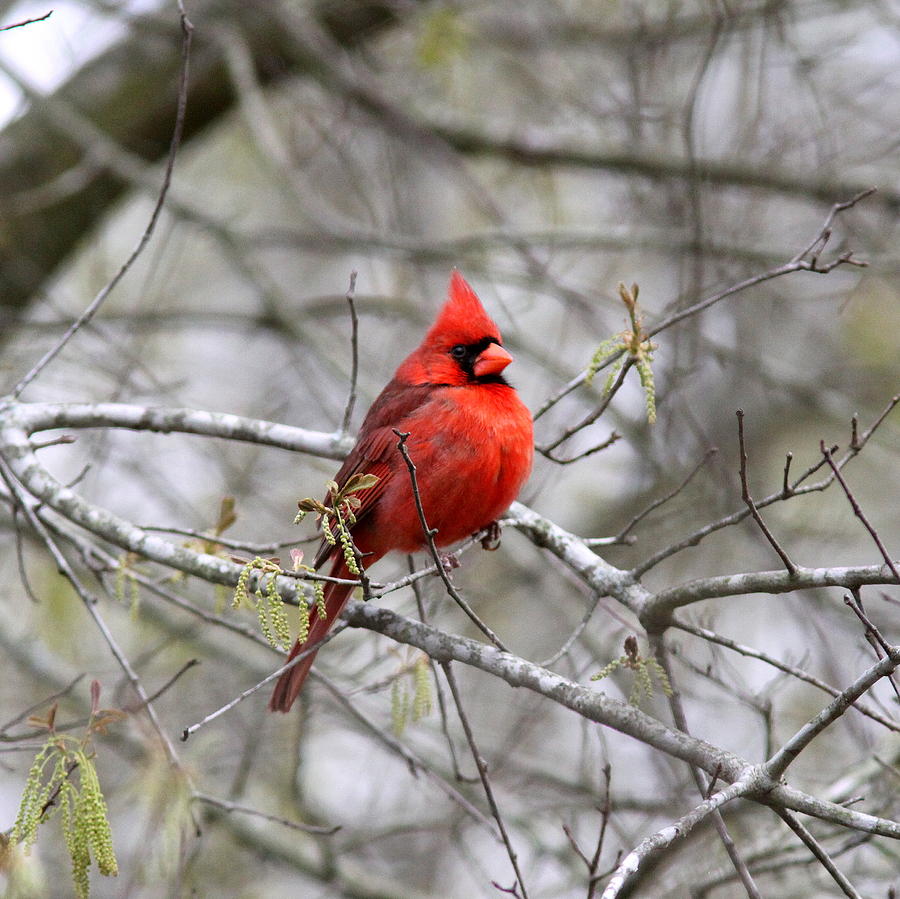 IMG_0390-739 - Northern Cardinal Photograph by Travis Truelove