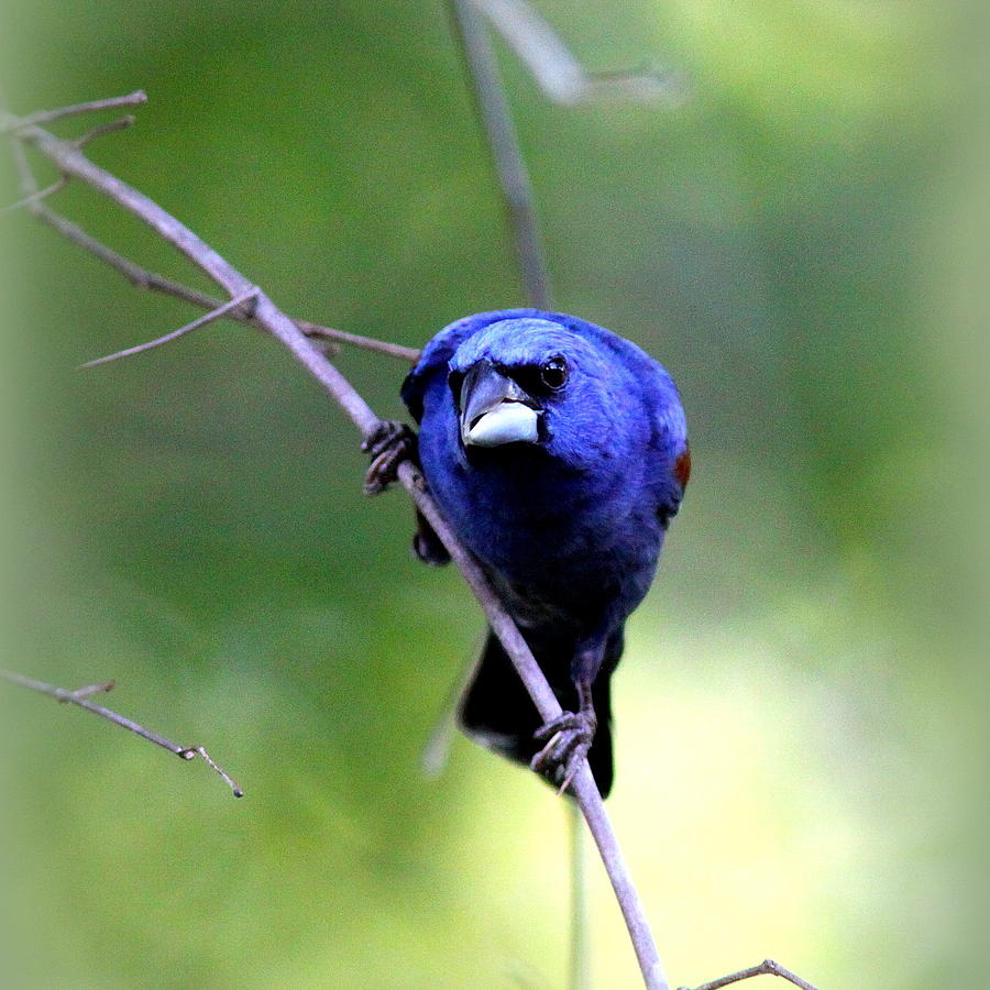 IMG_0390-763 - Blue Grosbeak Photograph by Travis Truelove