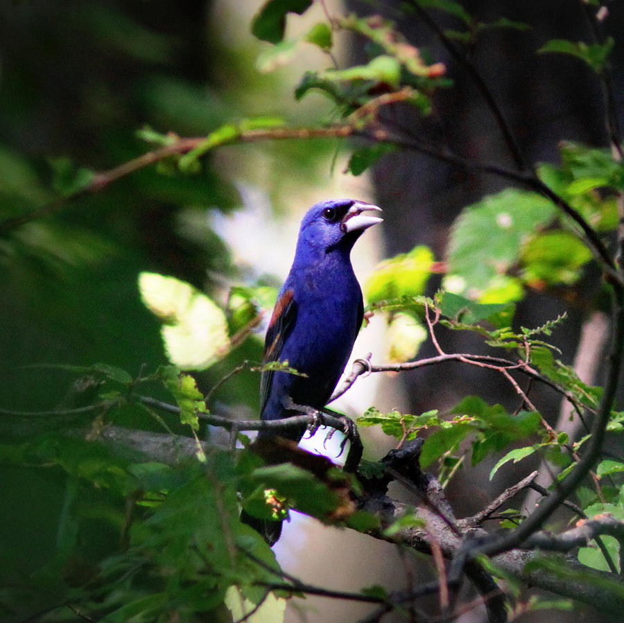 IMG_0390-777 - Blue Grosbeak Photograph by Travis Truelove