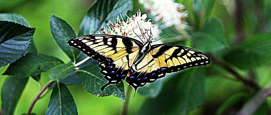 IMG_0390-778 - Tiger Swallowtail Butterfly Photograph by Travis Truelove