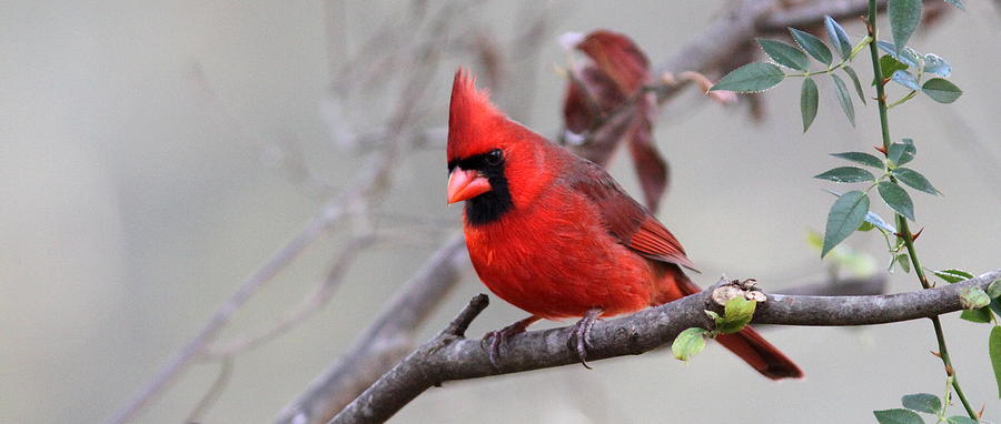 IMG_0390-779 - Northern Cardinal Photograph by Travis Truelove