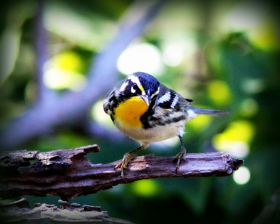 IMG_0390 - Yellow-throated Warbler Photograph by Travis Truelove