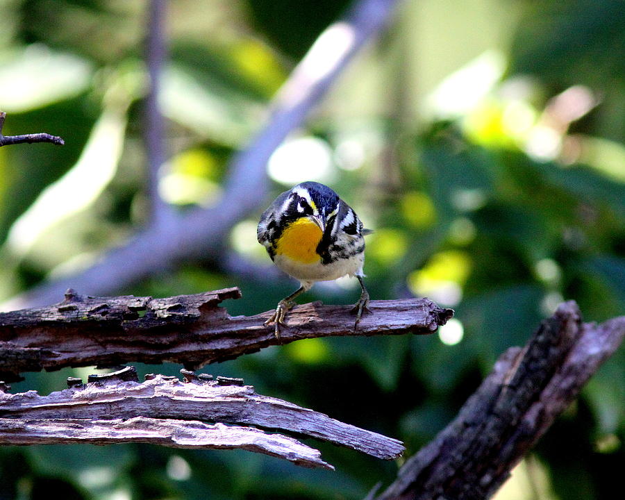 IMG_0391-001 - Yellow-throated Warbler Photograph by Travis Truelove