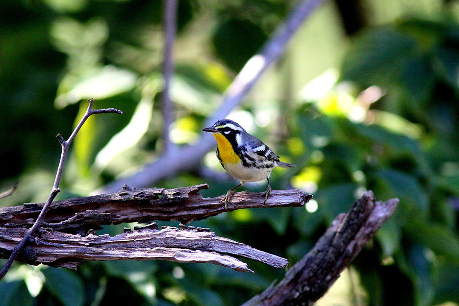 IMG_0394-001  Yellow-throated Warbler Photograph by Travis Truelove
