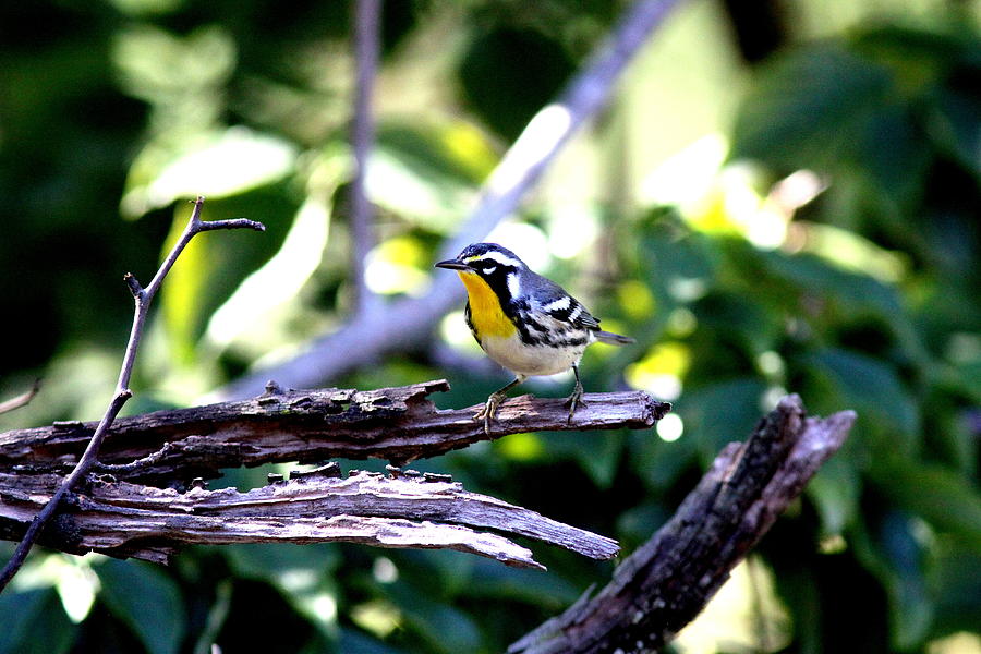 IMG_0395-001 - Yellow-throated Warbler Photograph by Travis Truelove