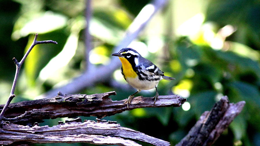 IMG_0395 - Yellow-throated Warbler Photograph by Travis Truelove