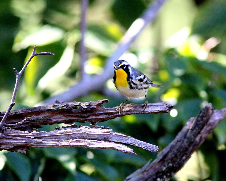 IMG_0397-003 - Yellow-throated Warbler Photograph by Travis Truelove