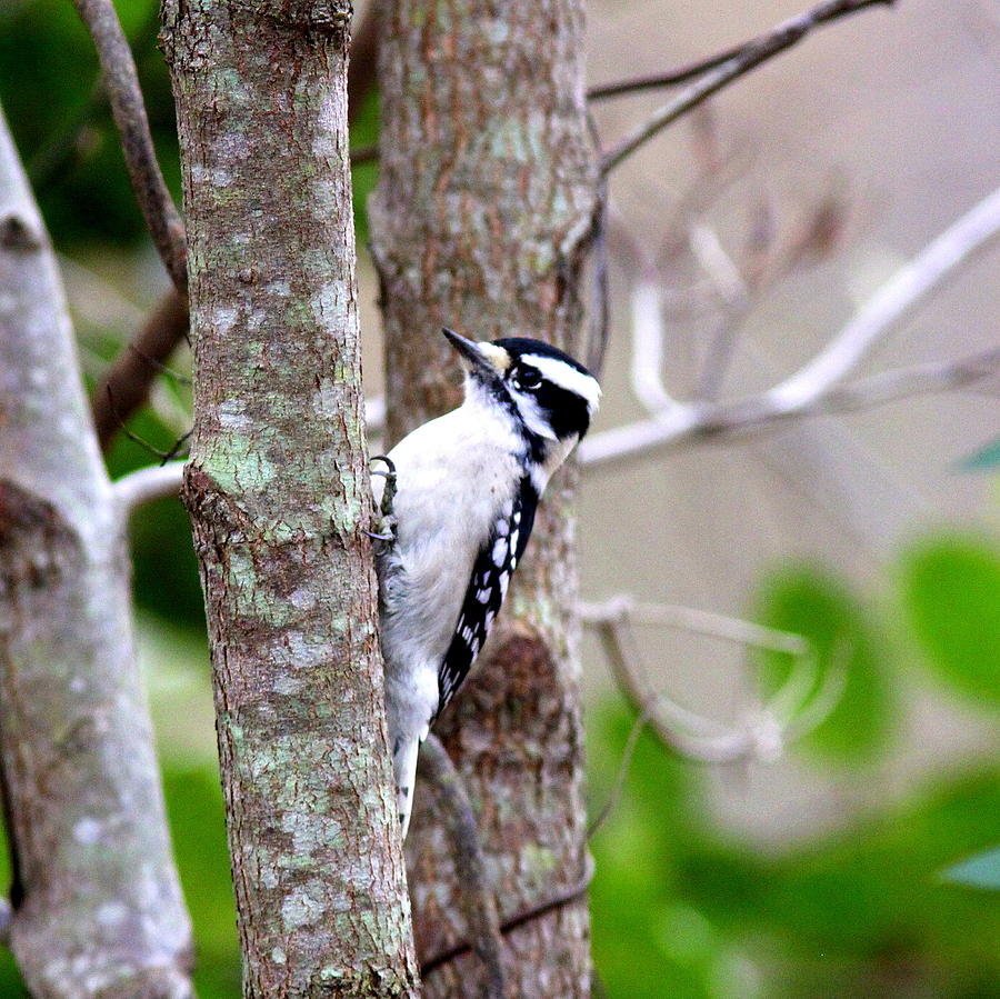 IMG_0416-002 - Downy Woodpecker Photograph by Travis Truelove