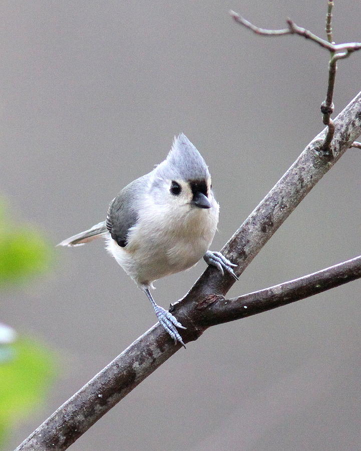 IMG_0431 - Tufted Titmouse Photograph by Travis Truelove