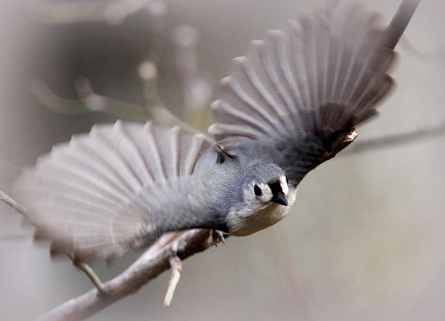 IMG_0448-001 - Tufted Titmouse Photograph by Travis Truelove