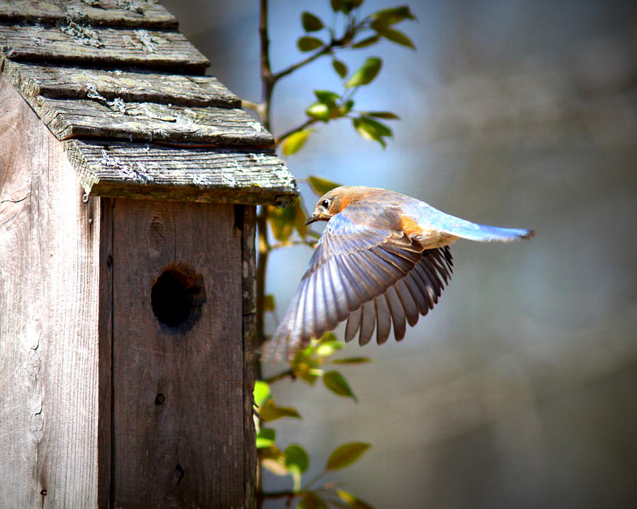 IMG_0453 - Eastern Bluebird Photograph by Travis Truelove