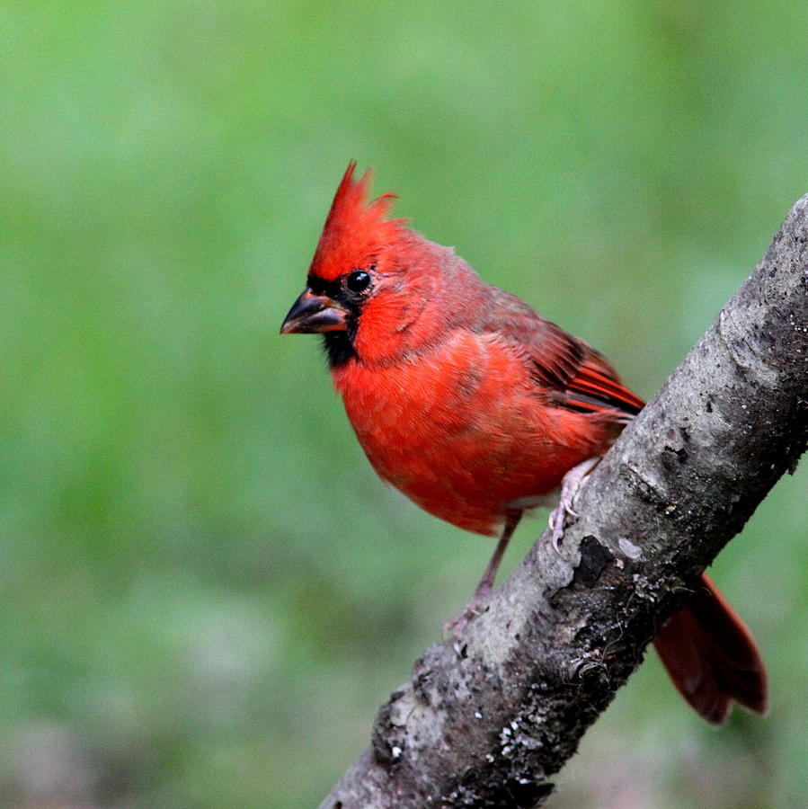 IMG_0500-002 - Northern Cardinal Photograph by Travis Truelove