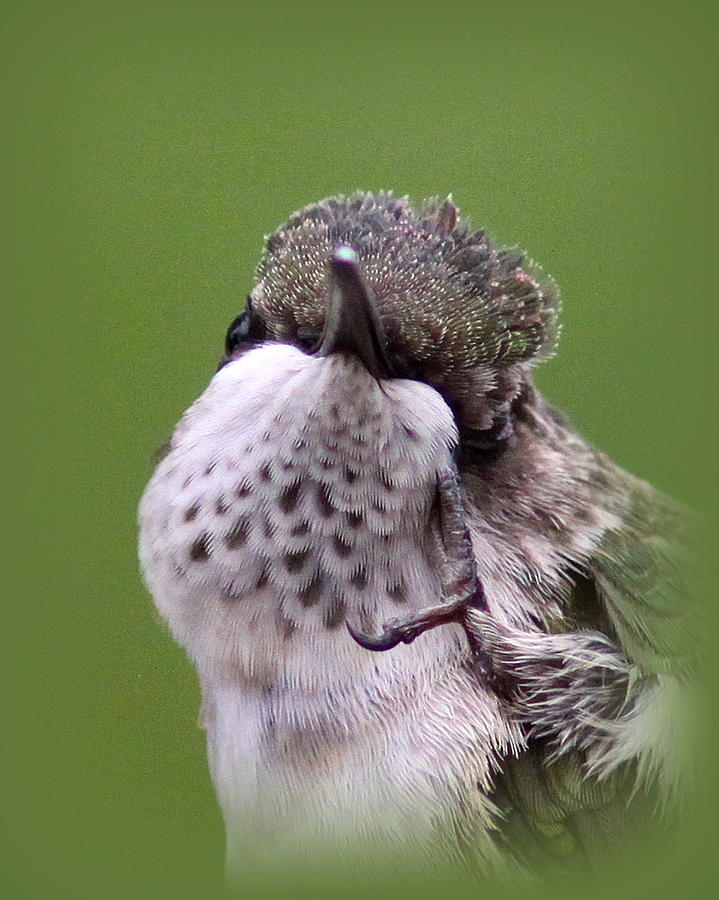 IMG_0519 - Ruby-throated Hummingbird Photograph by Travis Truelove