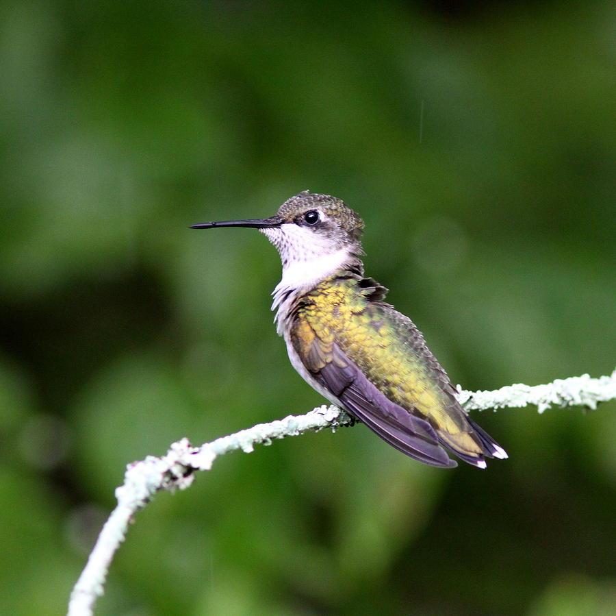 IMG_0521 - Ruby-throated Hummingbird Photograph by Travis Truelove