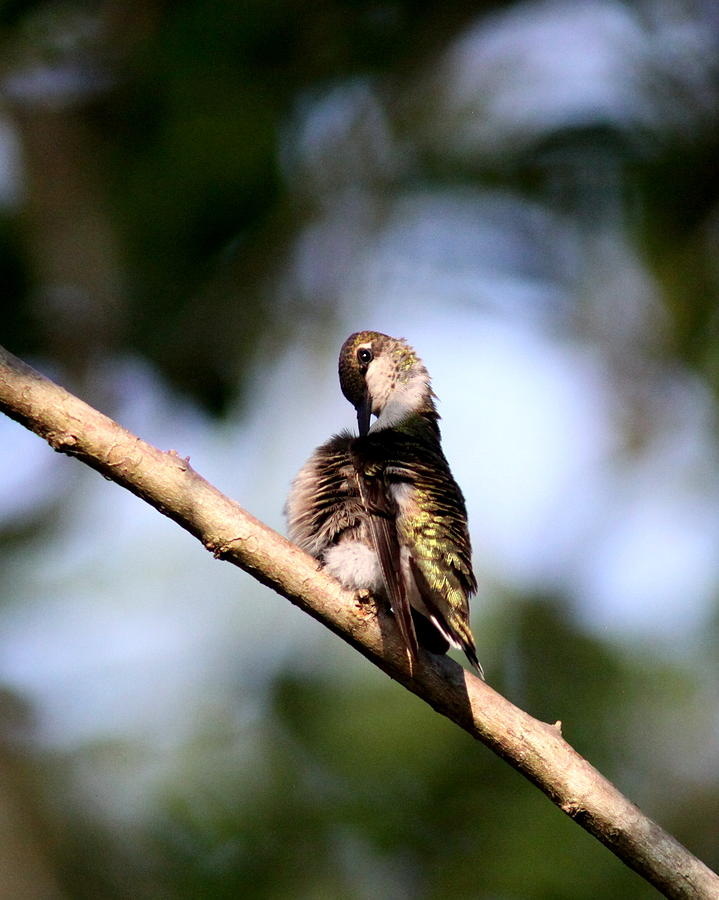 IMG_0530-002 - Ruby-throated Hummingbird Photograph by Travis Truelove
