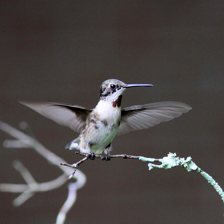 IMG_0548-002- Ruby-throated Hummingbird Photograph by Travis Truelove