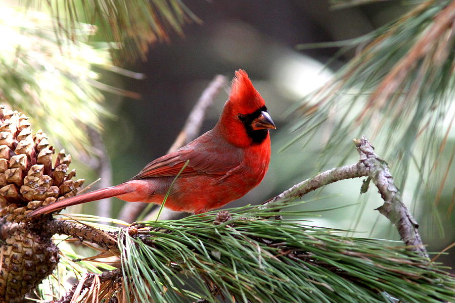 IMG_0565-004 - Northern Cardinal Photograph by Travis Truelove