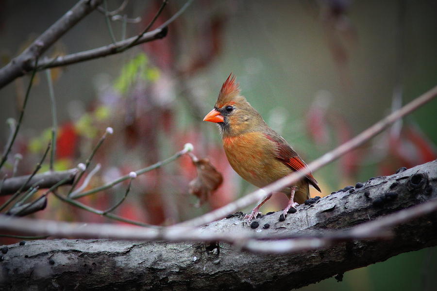 IMG_1492 - Northern Cardinal - Northern Cardinal Photograph by Travis Truelove
