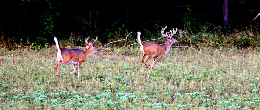 IMG_0567-005 - Nice Buck Deer Photograph by Travis Truelove