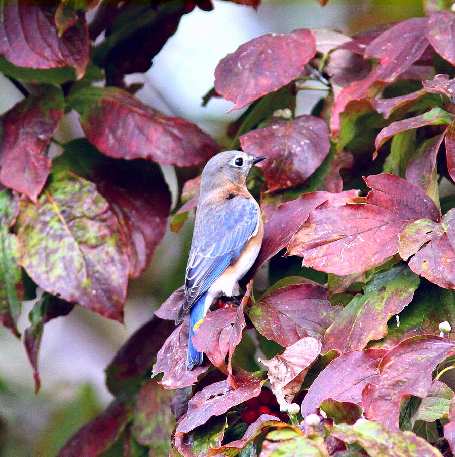 IMG_0596-036 - Eastern Bluebird Photograph by Travis Truelove